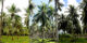 1.coconut pcaarrd 042124 ar